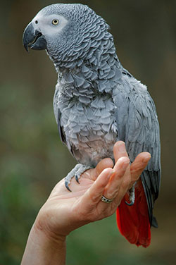 Apollo original parrot bird