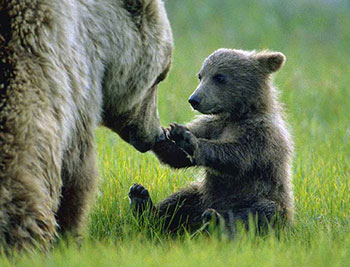 Rory bear and cub original image