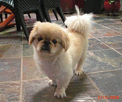 Hank the pekingese original dog